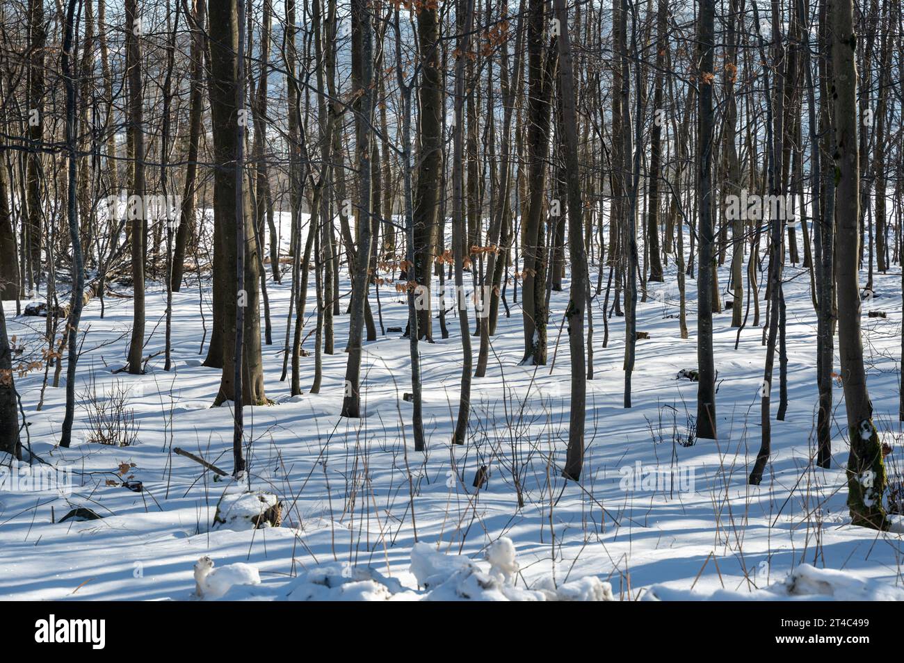 Trees in the forest, winter with snow and shadows Stock Photo - Alamy