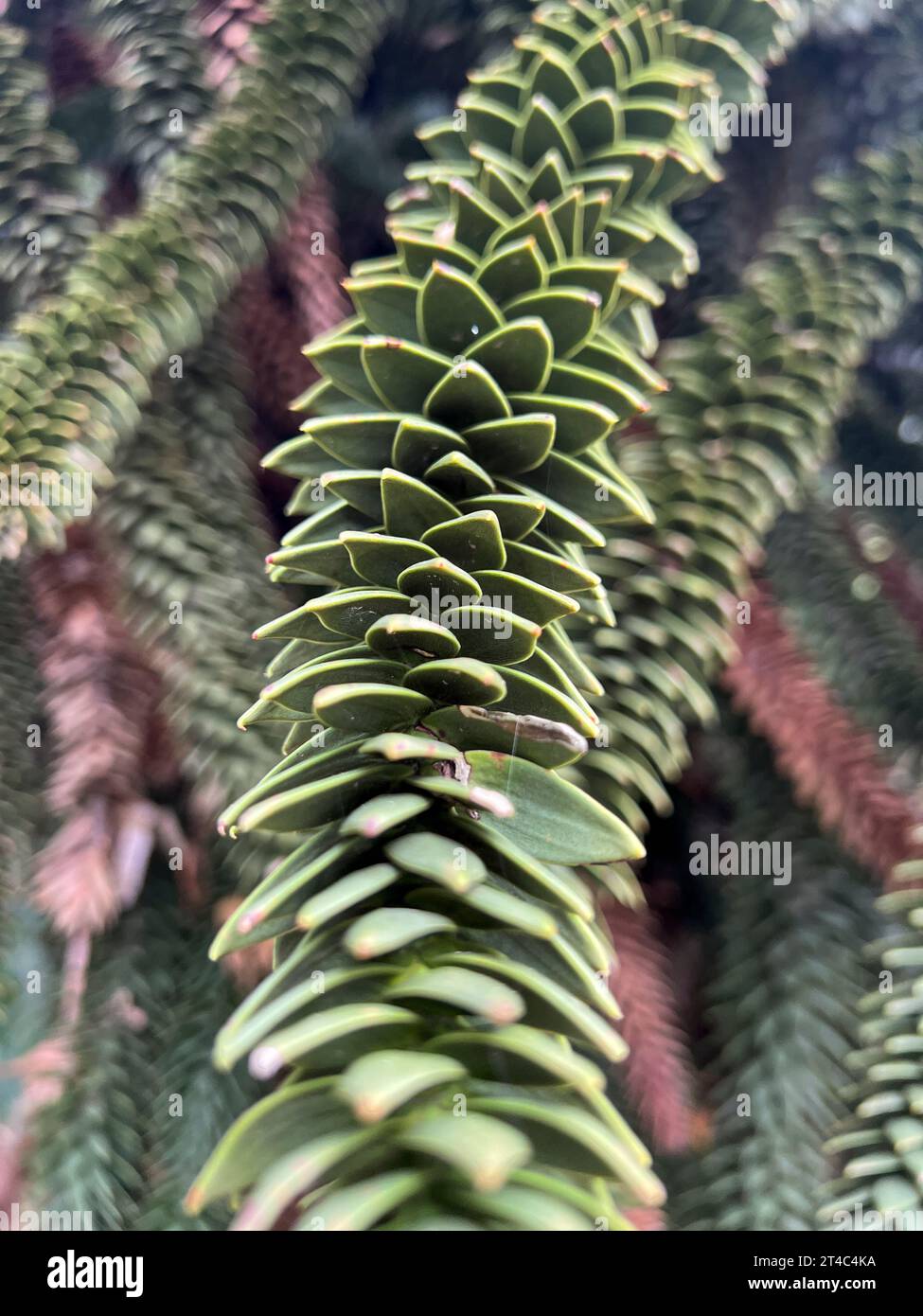 Araucaria araucana, detail of the leaves and branches. High quality photo Stock Photo