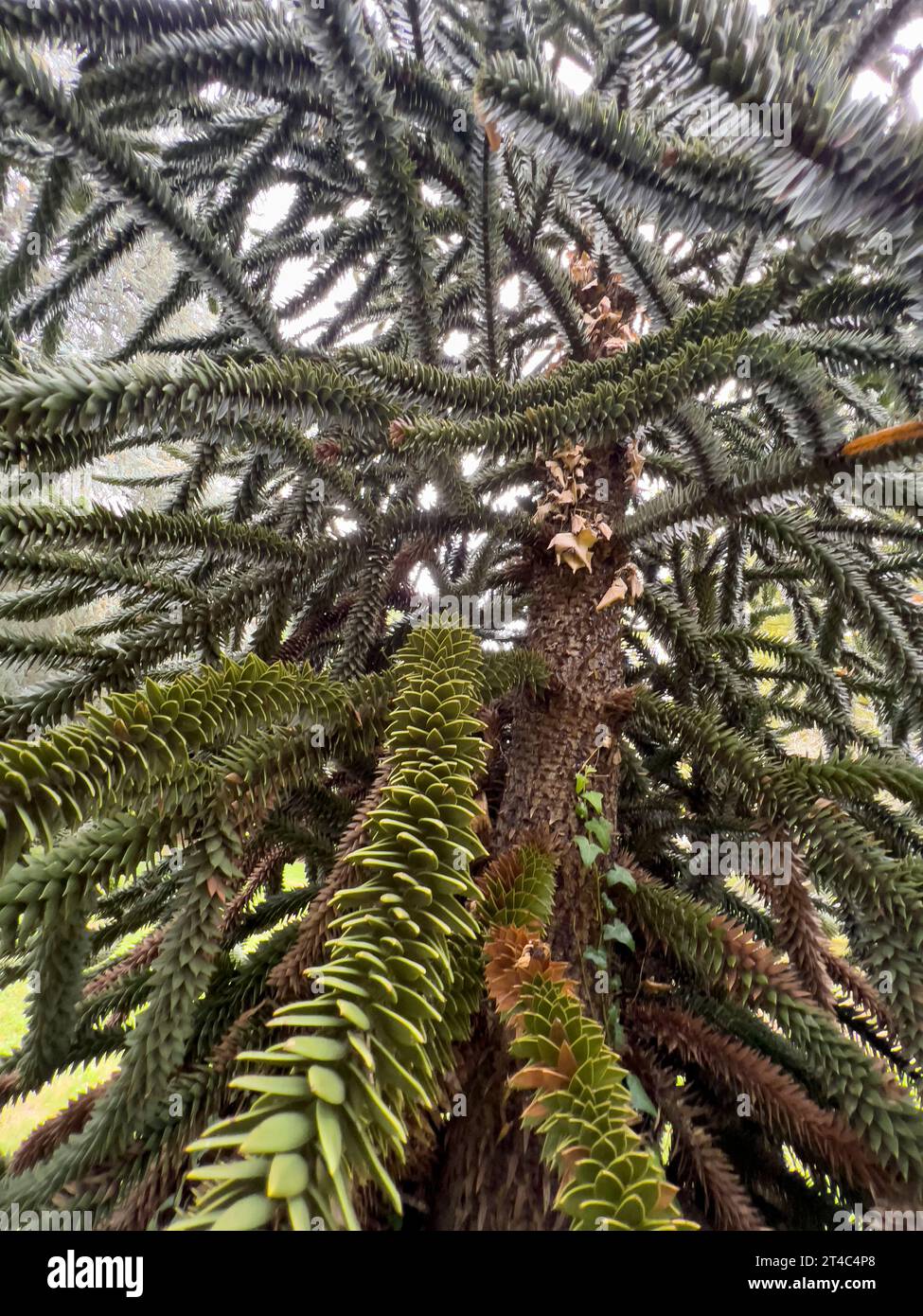 Araucaria araucana, detail of the leaves and branches. High quality photo Stock Photo
