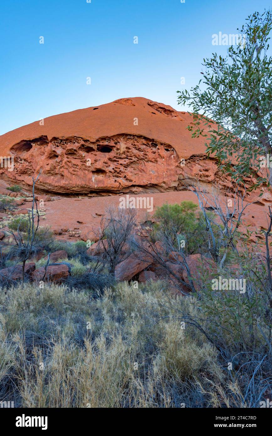 Feathertop Spinifex grass (TRIODIA SCHINZII) and water-eroded potholes near the base of Uluru (Ayers Rock) in the Northern Territory, Australia Stock Photo