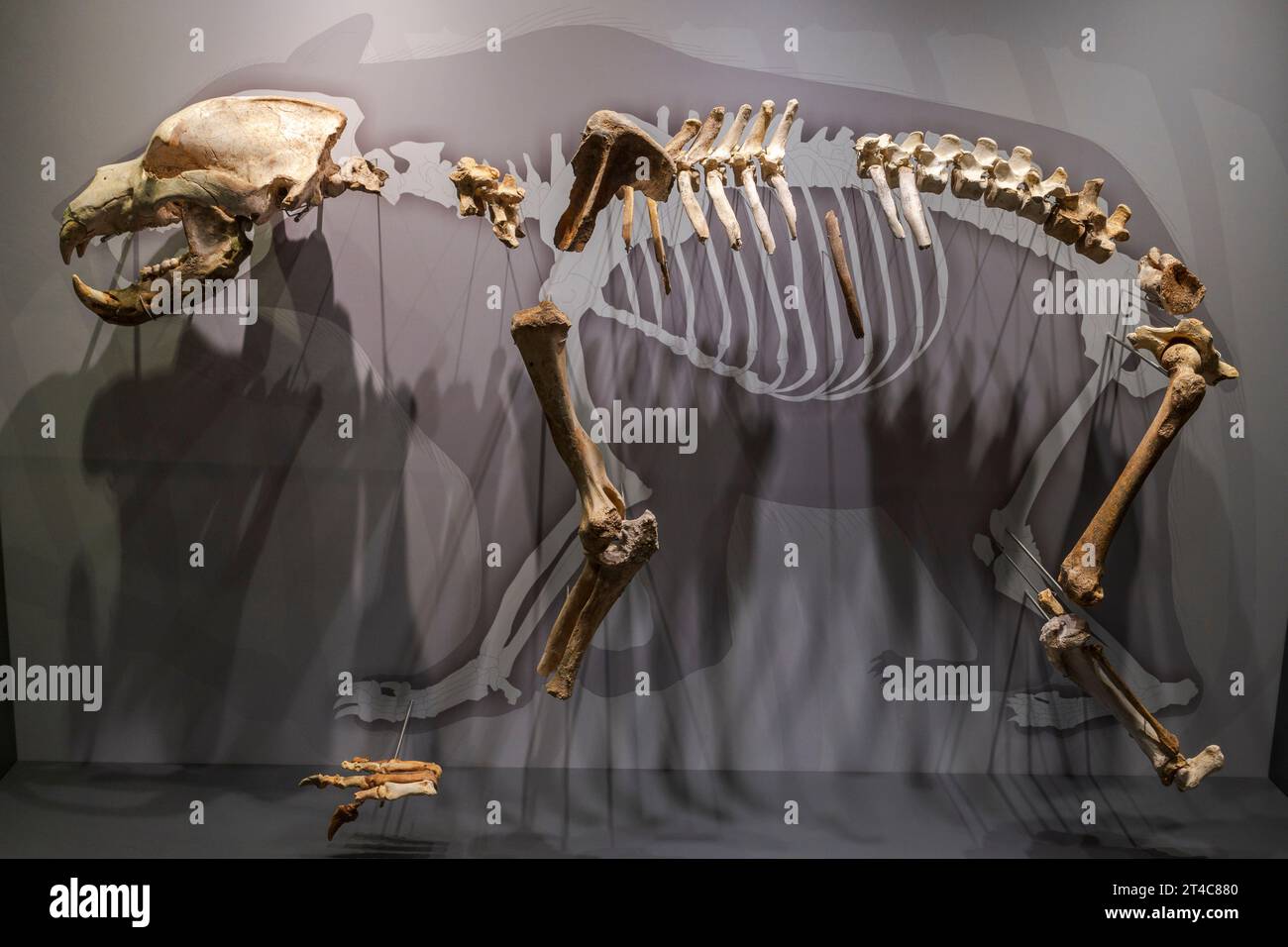 cave bear (Ursus spelaeus), Late Pleistocene, Museum of prehistory and archeology (MUPAC), Santander, Cantabria, Spain Stock Photo