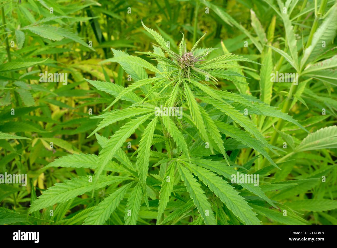 Closeup of Hemp plants. Hemp plants are used for animal food, textiles