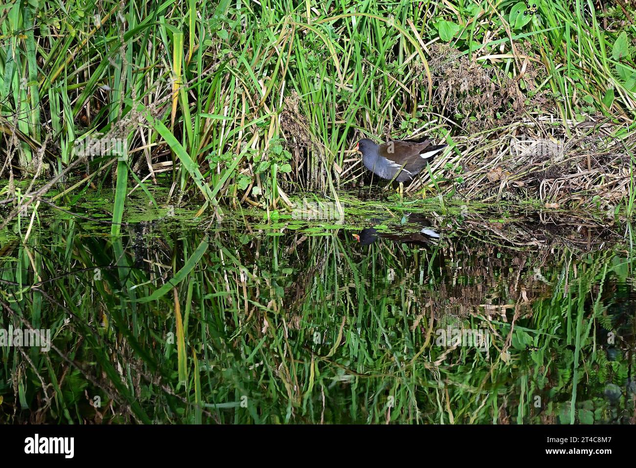 Around the UK - Moorhen with reflection on the Leeds to Liverpool Canal Stock Photo