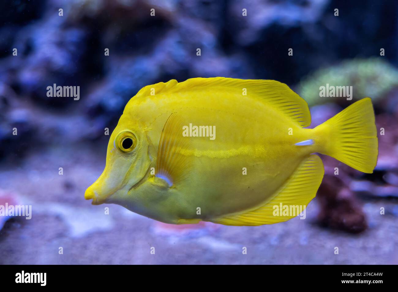 The yellow tang (Zebrasoma flavescens) fish, other names: lemon sailfin, yellow sailfin tang, somber surgeonfish, marine ray-finned fish in the family Stock Photo