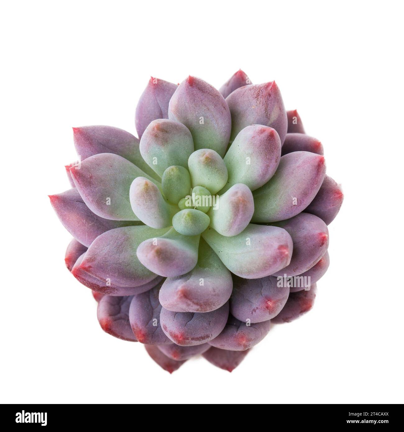 Succulent houseplant flower rosette Pachyphytum Angel Fingers isolated over white background, top view Stock Photo