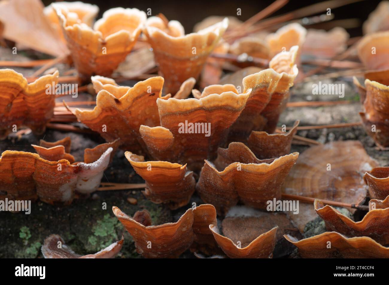 Crowded Parchment Fungus growing on a log in an East Texas forest. Stock Photo