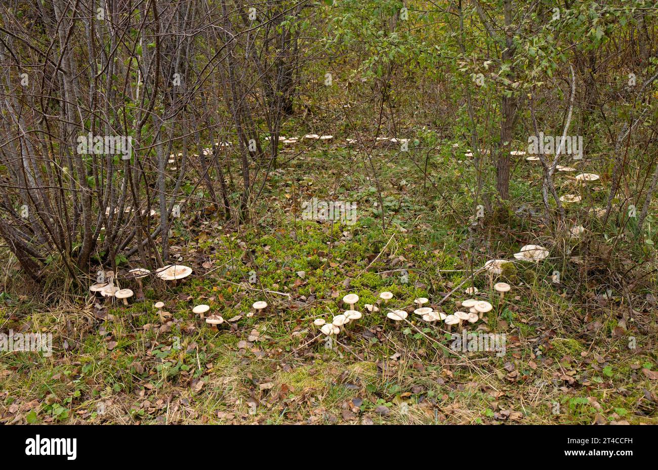 A fairy ring, also known as fairy circle, elf circle, elf ring or pixie ring, is a naturally occurring ring or arc of mushrooms. Stock Photo