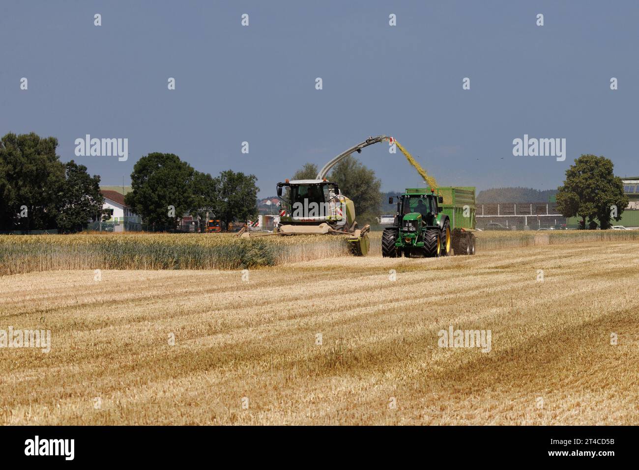 Grain is chopped for the biogas plant, Germany, Bavaria, Erdinger Moos Stock Photo