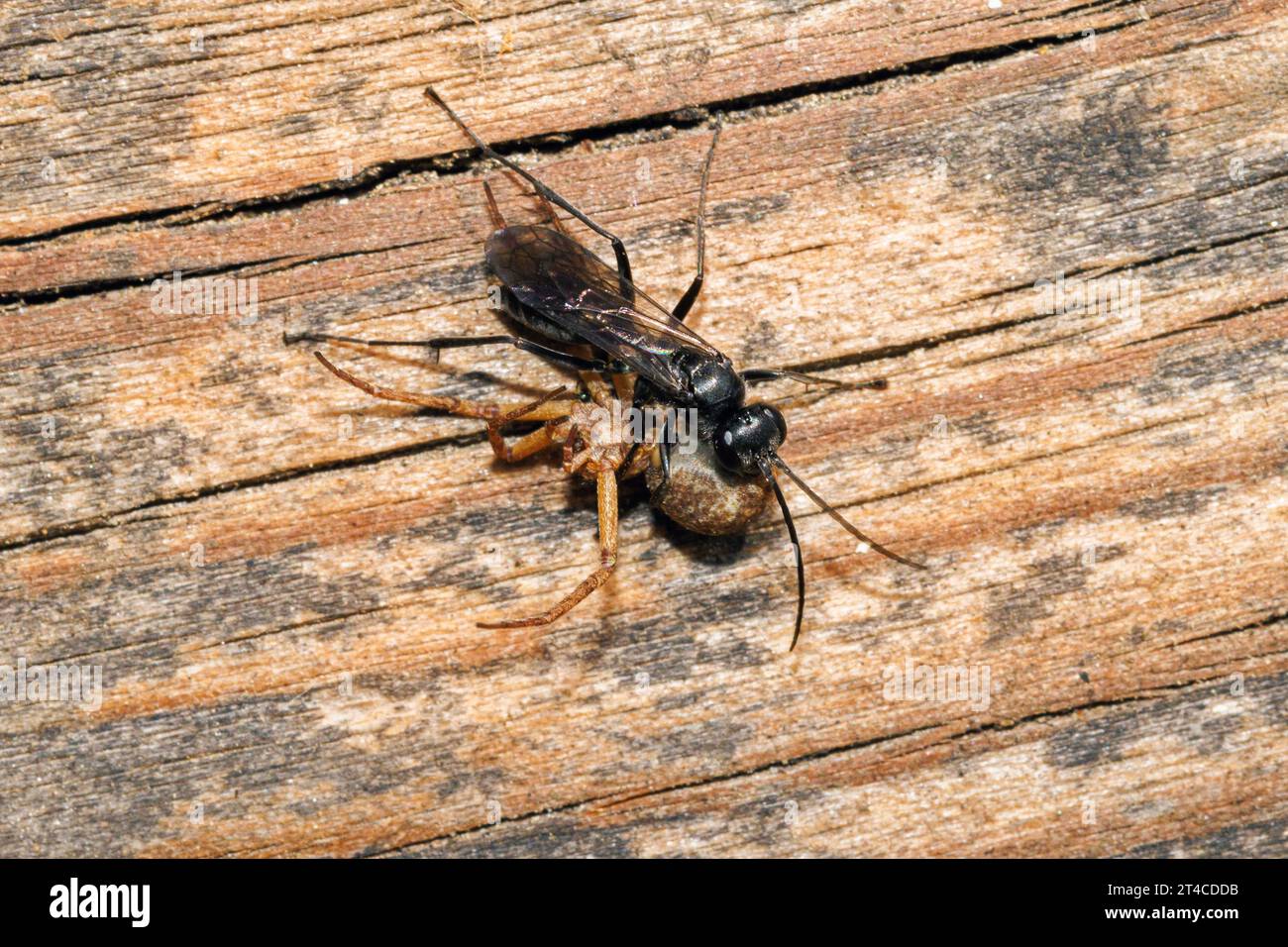 spider wasp, pompilid wasp (Auplopus carbonarius, Pseudagenia carbonaria, Pseudagenia carbonaris), transporting a captured spider, Germany, Bavaria Stock Photo