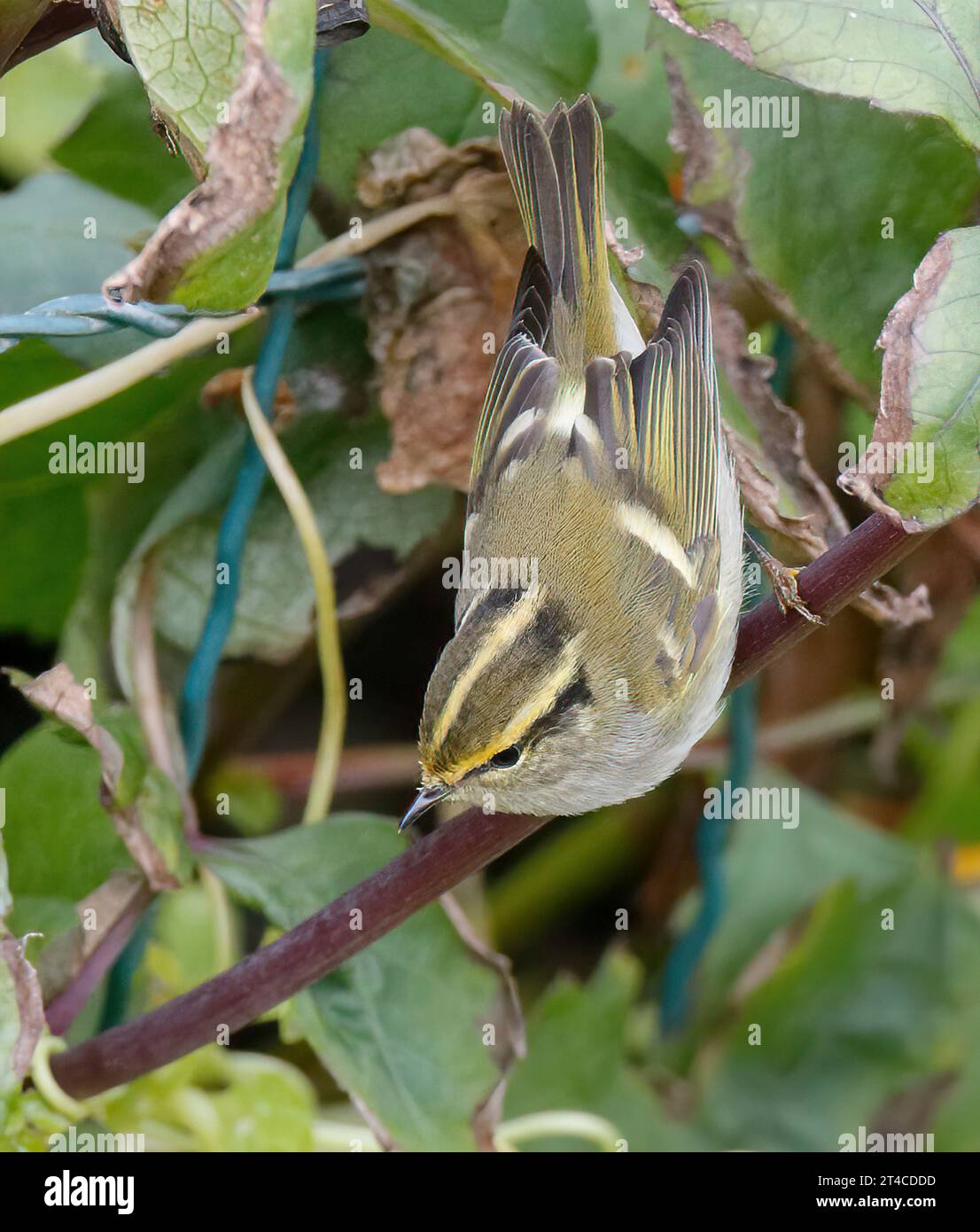 Pallas' leaf warbler, Pallas's warbler (Phylloscopus proregulus), ueerching on a branch in a shrub, front view, United Kingdom, Scotland Stock Photo