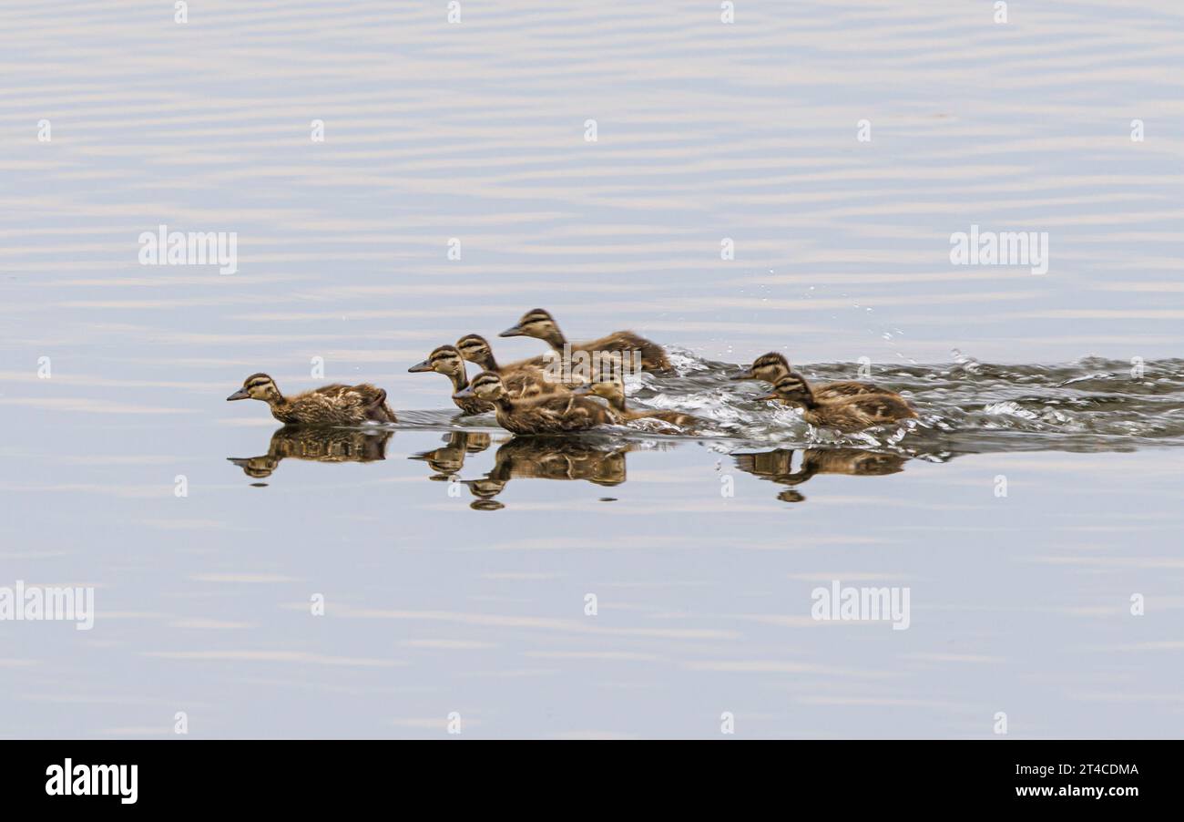 mallard (Anas platyrhynchos), ducklings fleeing from approaching raptor, Germany, Bavaria Stock Photo