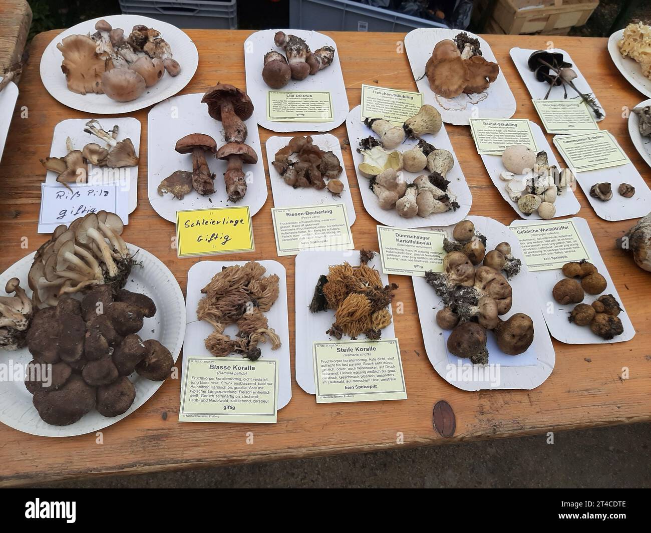 mushrooms - Ppesentation of different species with informations, Germany, Saxony Stock Photo