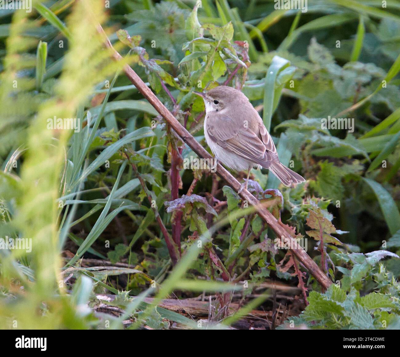 Booted warbler (Iduna caligata, Hippolais caligata), young booted warbler perching on a plant stem, United Kingdom, England, Isles of Scilly Stock Photo
