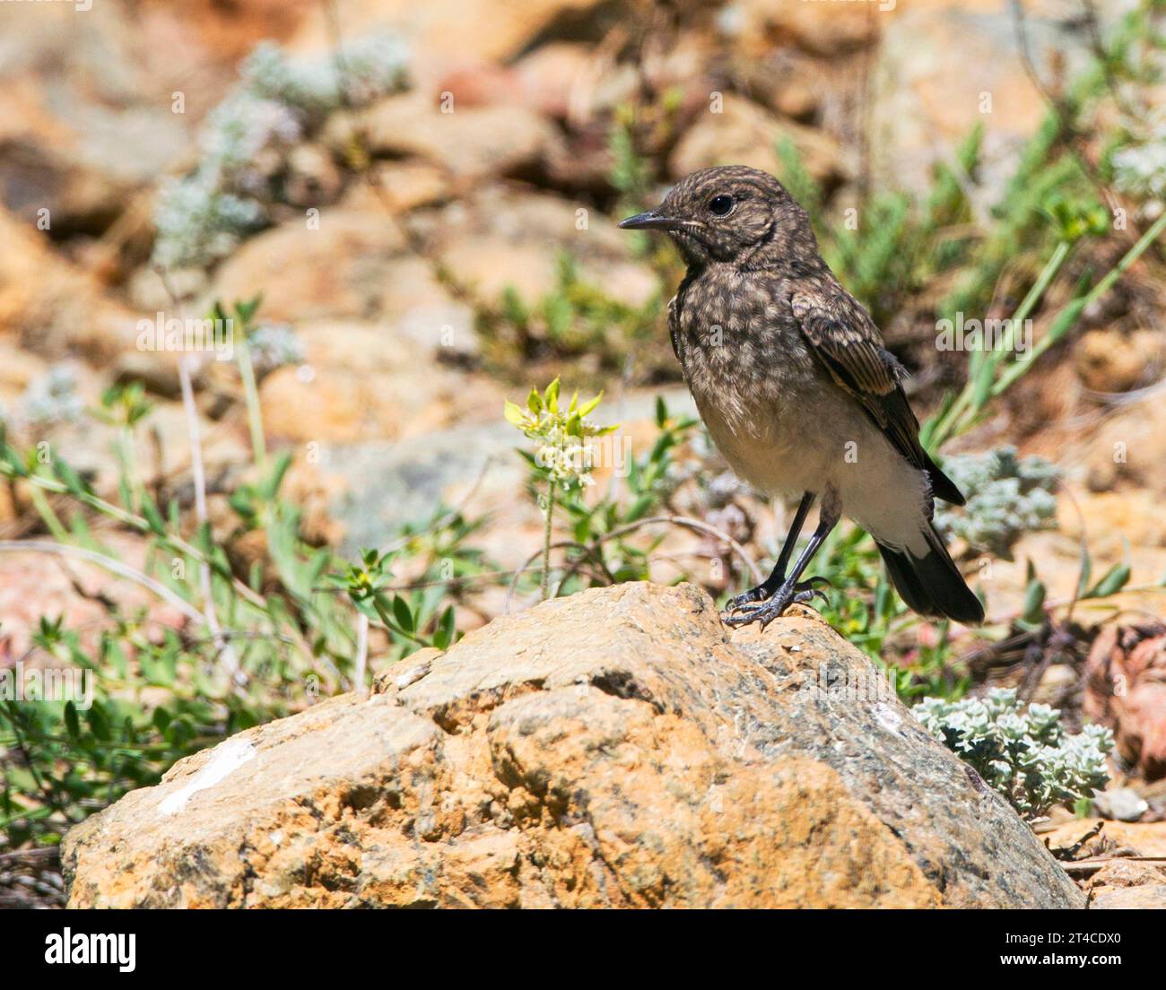 cyprus wheatear (Oenanthe cypriaca), young bird perching on a stone, side view, Cyprus Stock Photo