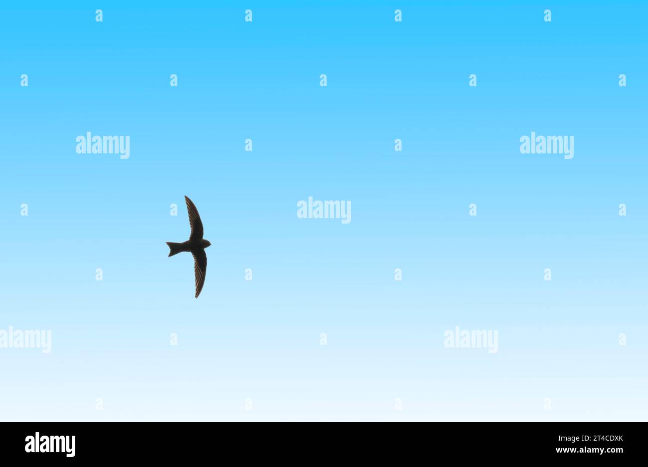 Black swift, American black swift (Nephoecetes niger, Cypseloides niger