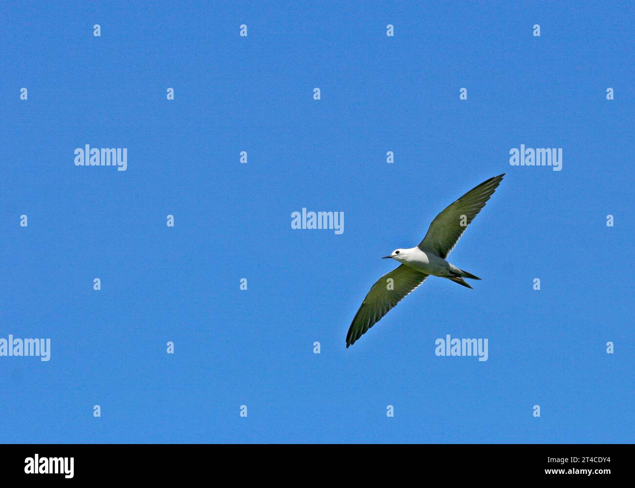 blue-grey noddy, blue noddy, hinaoku, manuohina (Anous ceruleus, Anous cerulea, Procelsterna cerulea), in gliding flight in the blue sky, view from Stock Photo