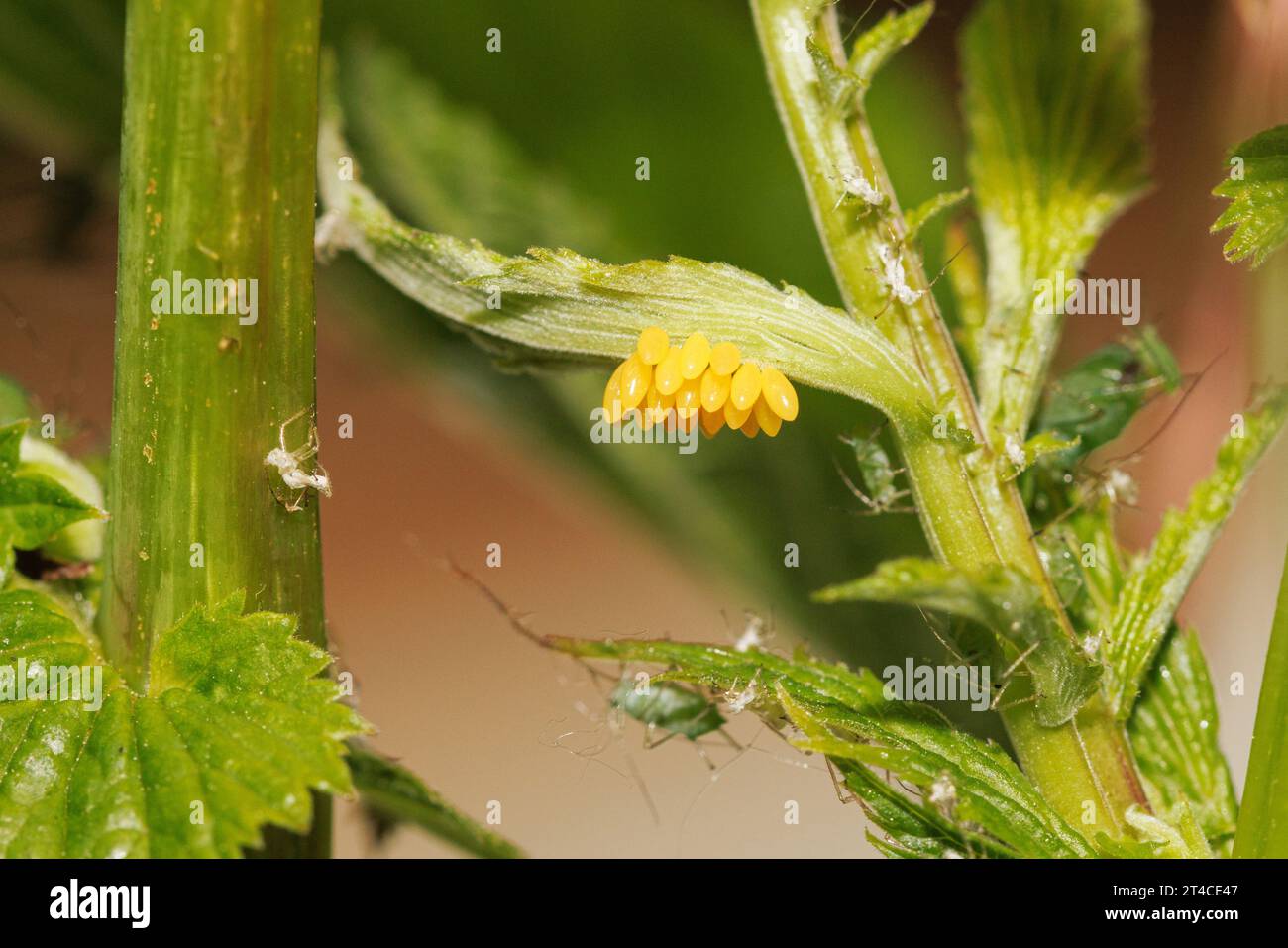 Multicoloured Asian beetle, harlequin, Asian Asian lady beetle, Halloween beetle (Harmonia axyridis), eggs on Filipendula ulmaria, Germany Stock Photo