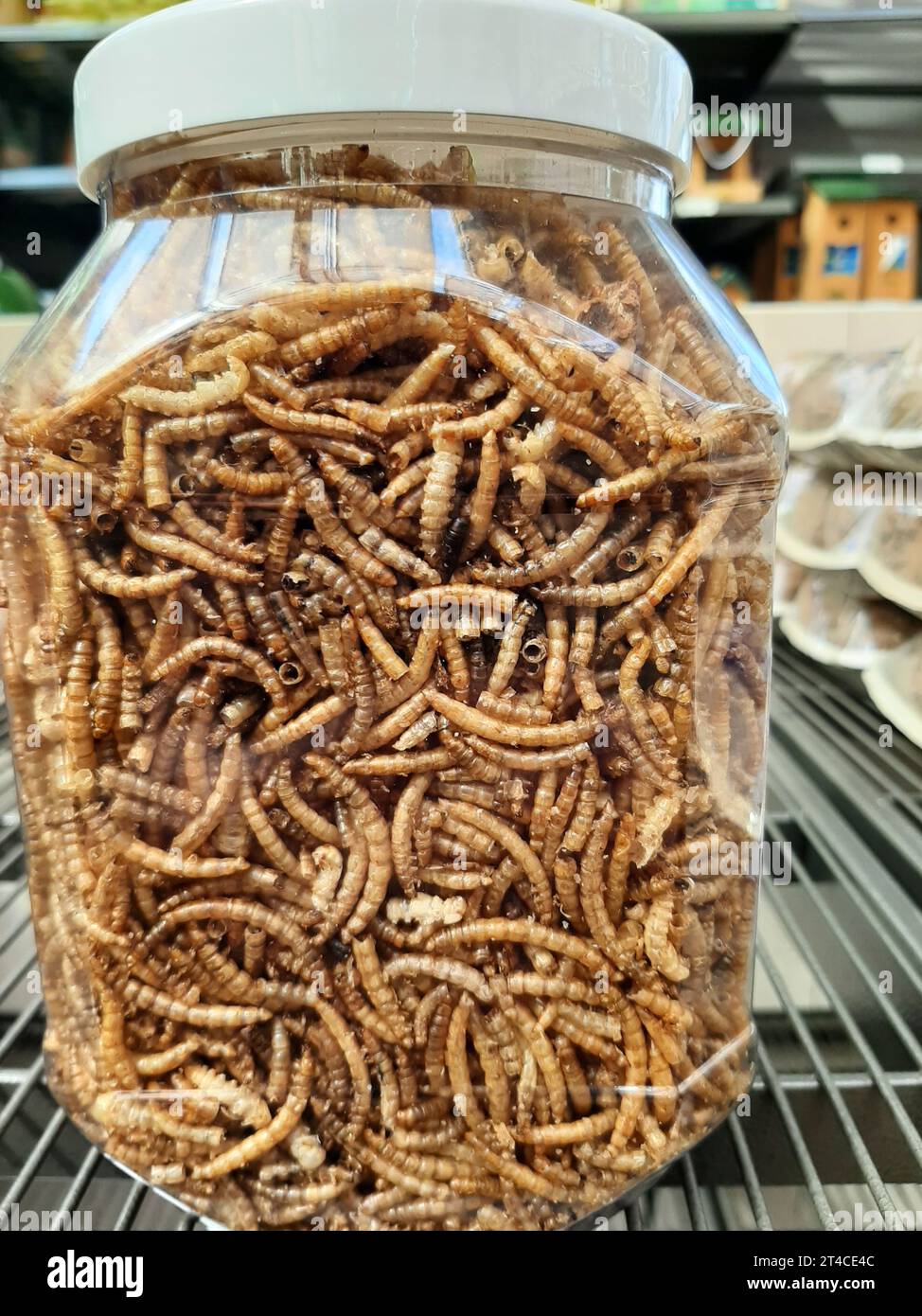 mealworm beetle (Tenebrio spec.), mealworms as food in a jar Stock