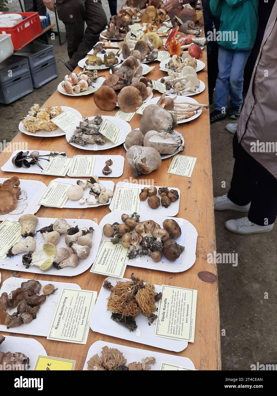 mushrooms - Ppesentation of different species with informations, Germany, Saxony Stock Photo