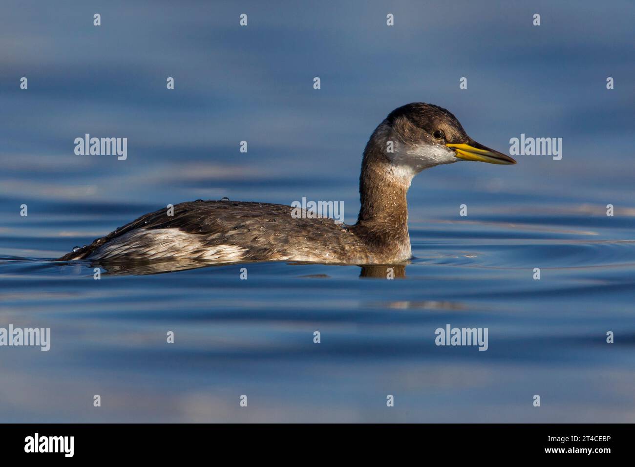 red-necked grebe (Podiceps grisegena), swimming in eclipse plumage, side view, Italy, Tuscany Stock Photo