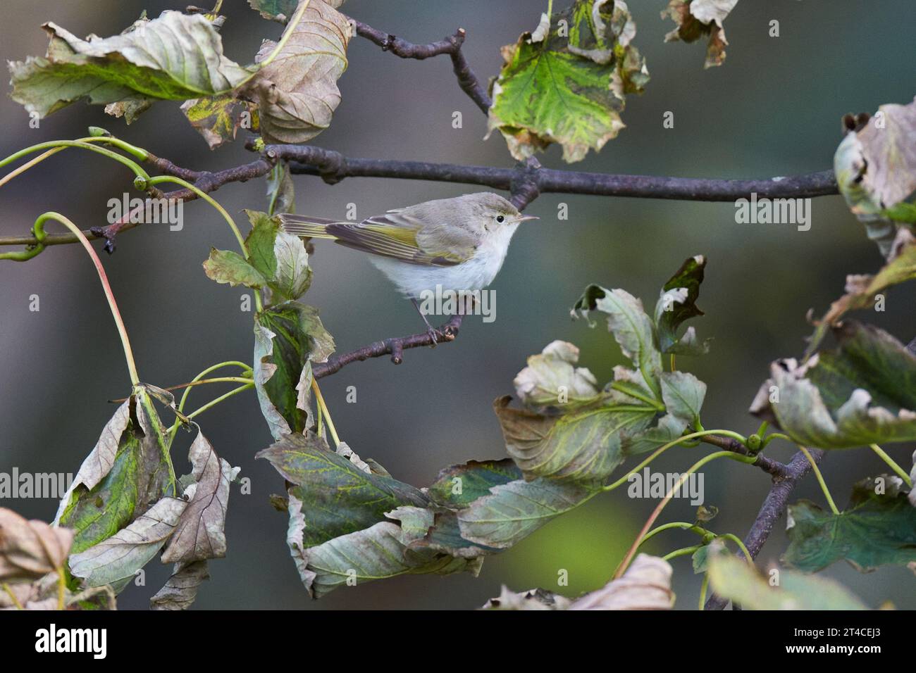 Eastern Bonelli's Warbler, Balkan warbler (Phylloscopus orientalis), perching on a branch with faded leaves, side view, United Kingdom, Scotland, Stock Photo