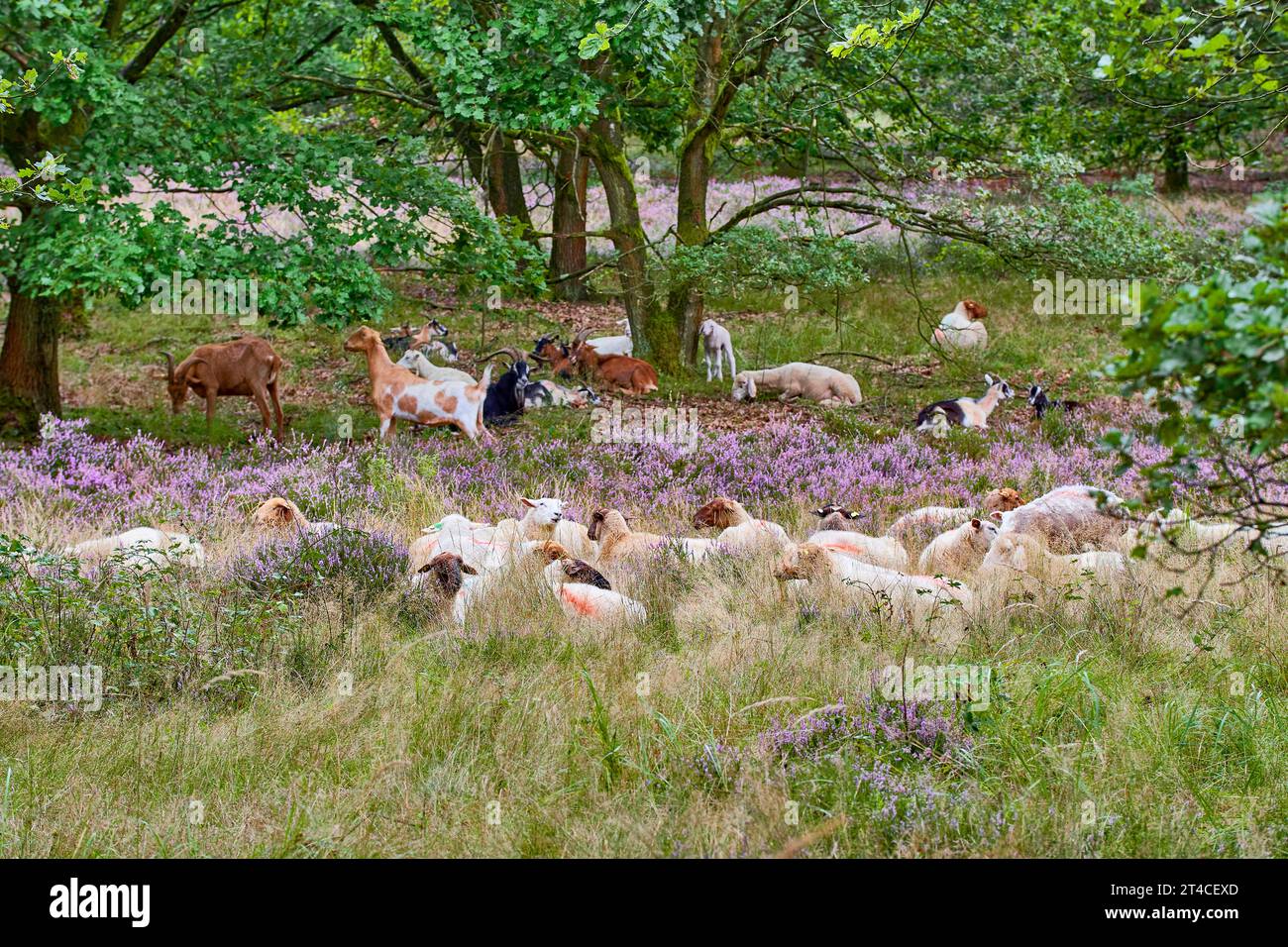 sheep and goats grazing a heath succession area, Germany, Hesse Stock Photo