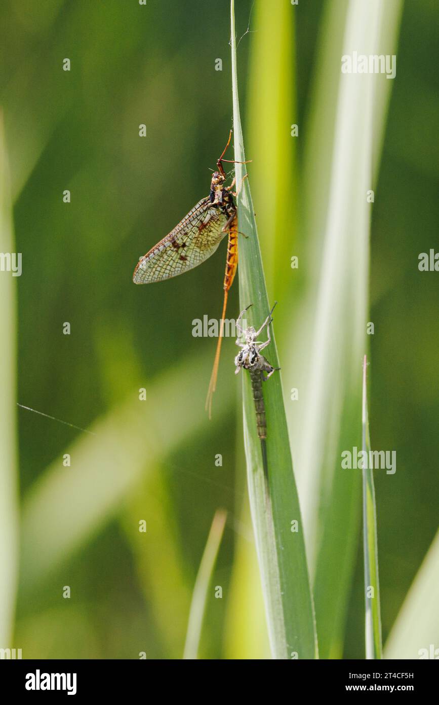 Common mayfly (Ephemera vulgata), imago at a blade of grass, with exuvia of the subimago, Germany, Bavaria Stock Photo
