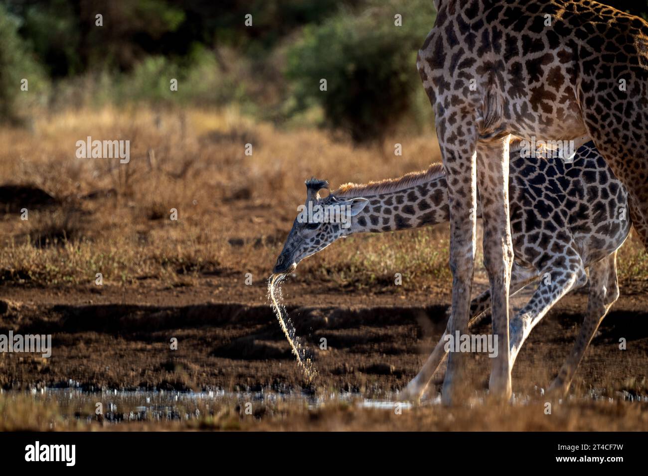 Baby giraffe drinking water AFRICA AN ADORABLE baby giraffe can be seen