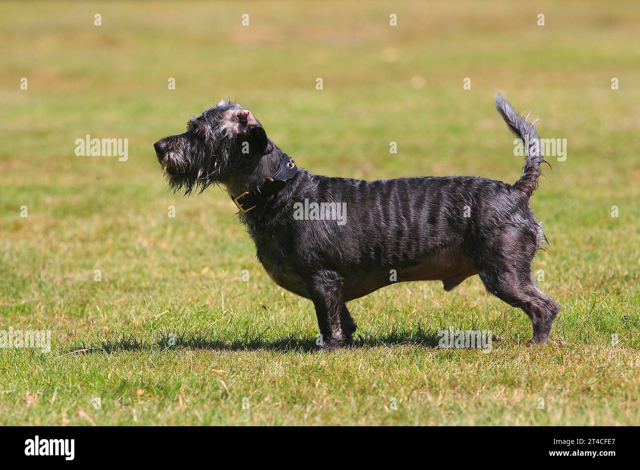 Dachshund mix hi res stock photography and images Alamy