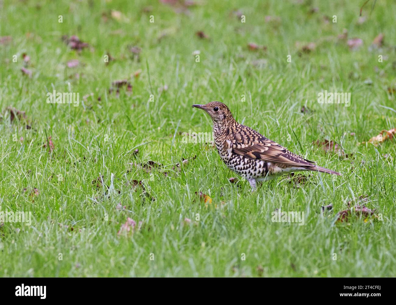 White's Thrush (Zoothera aurea), foraging in a meadow, side view, United Kingdom, Scotland Stock Photo