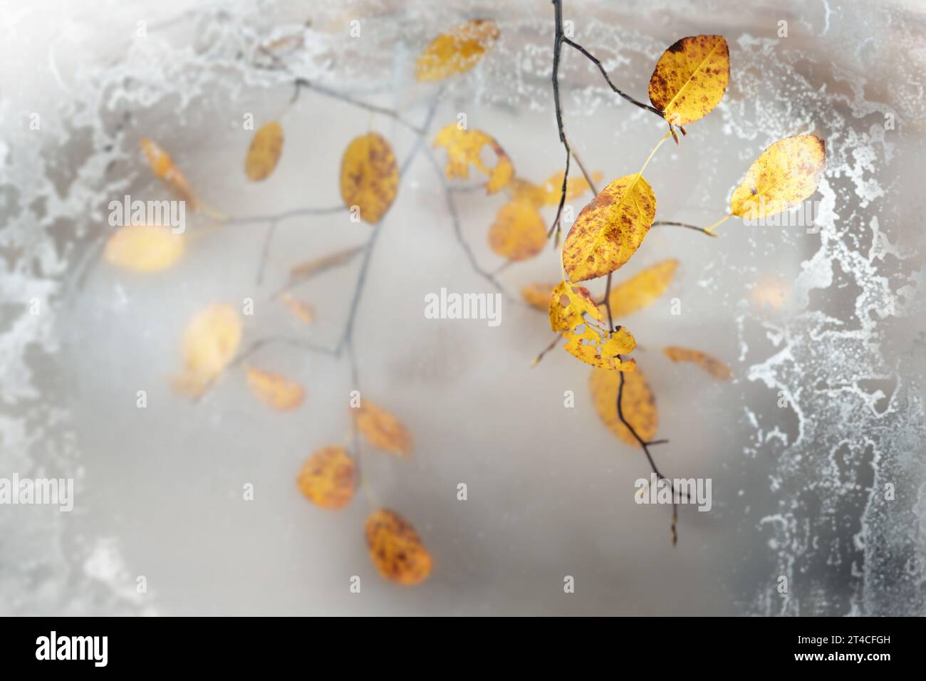 Golden yellow autumn leaves on thin twigs hanging behind frozen window glass, seasonal greeting card for fall and winter, copy space, selected focus, Stock Photo