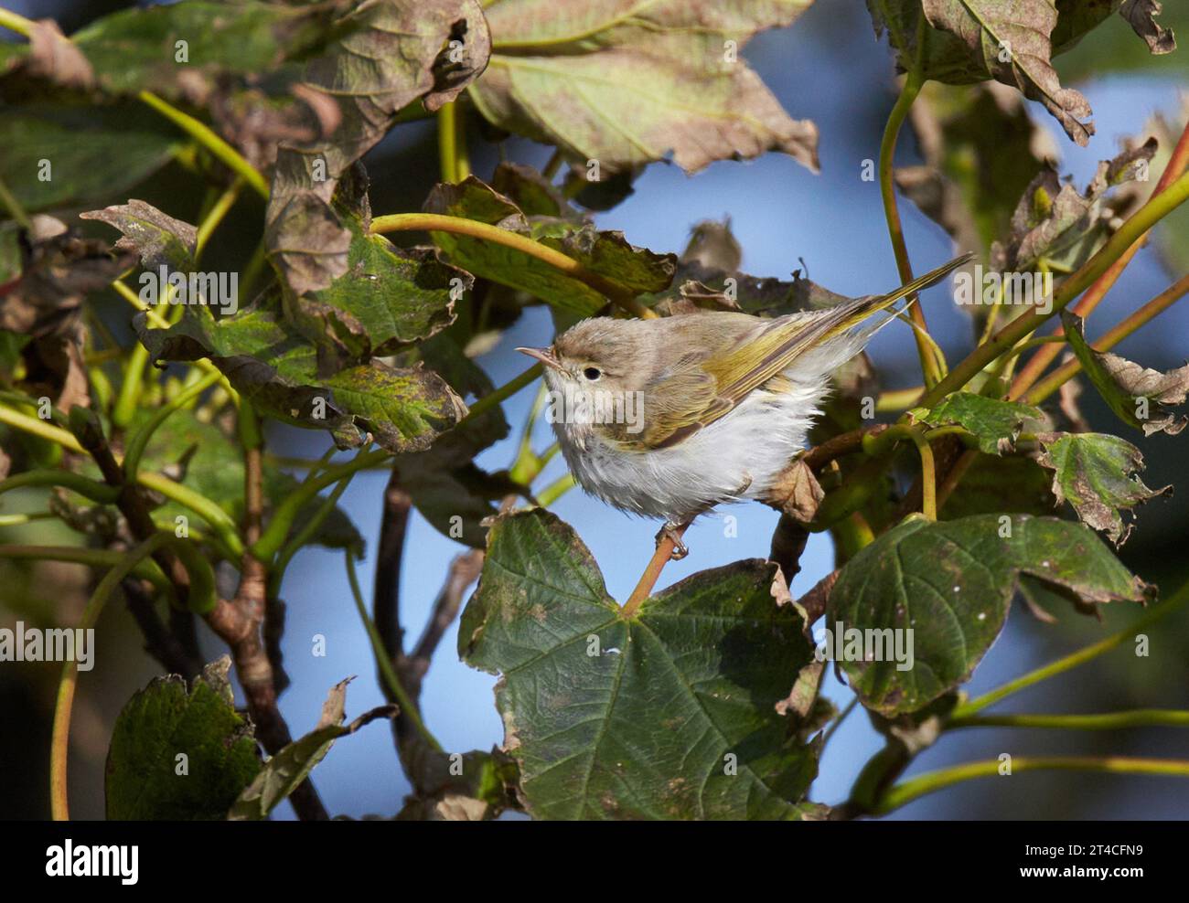 Eastern Bonelli's Warbler, Balkan warbler (Phylloscopus orientalis), perching on a branch with faded leaves, side view, United Kingdom, Scotland, Stock Photo