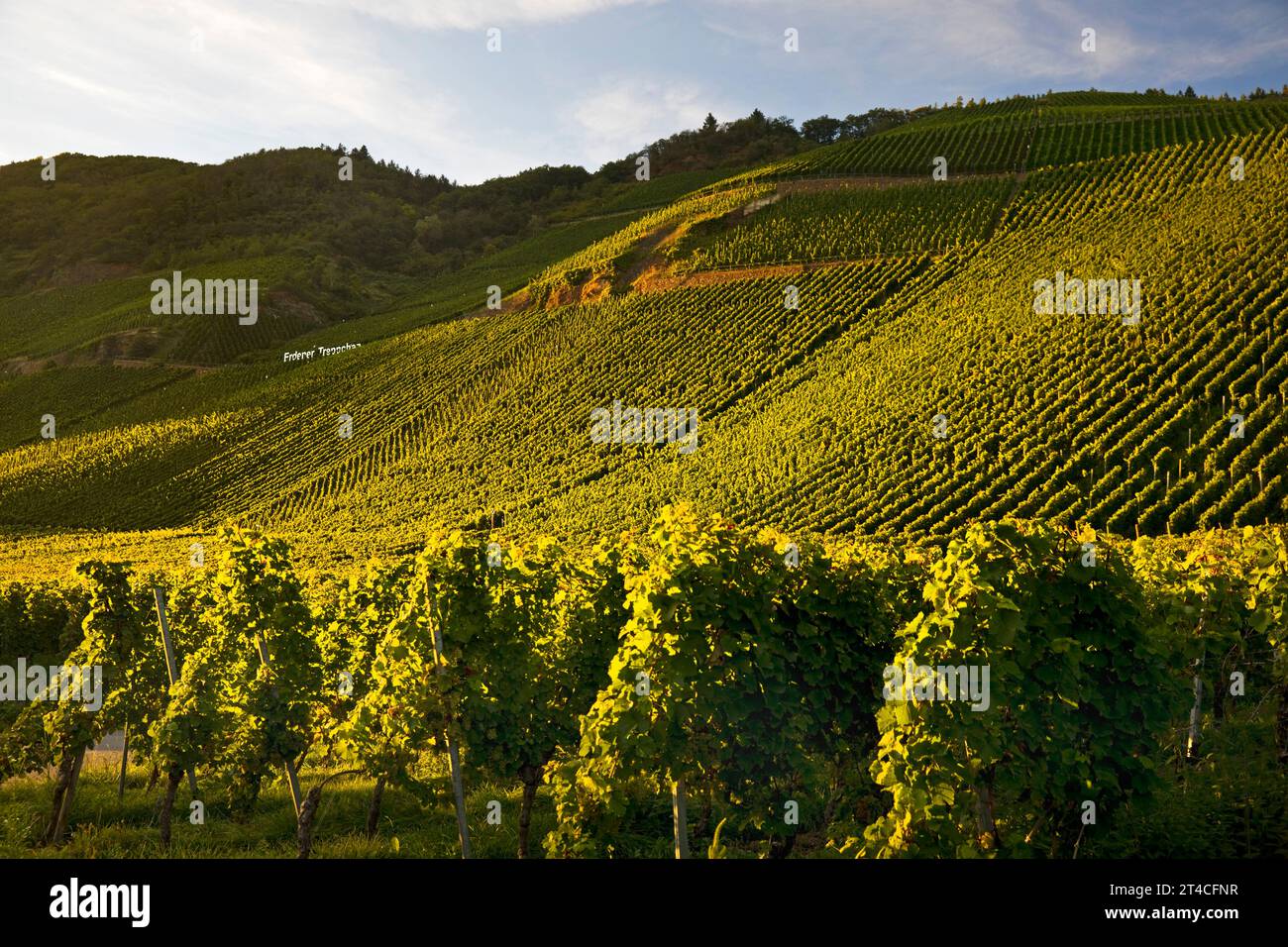 Erdener Treppchen, vineyard of the municipality of Erden in the Moselle wine-growing region, Germany, Rhineland-Palatinate, Bernkastel-Kues Stock Photo