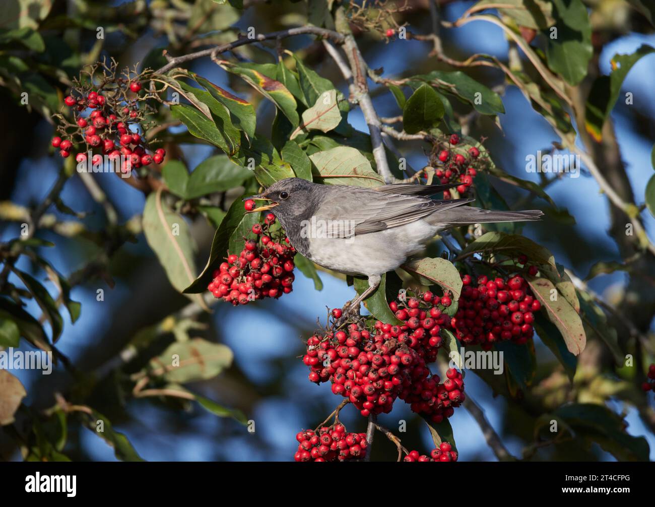 Black-throated Thrush (Turdus atrogularis), male perches eating on a branch with ripe red berries, side view, United Kingdom, England Stock Photo