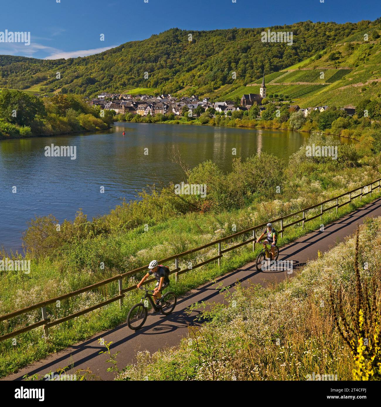 cyclists on the Moselle cycle path with a view of the village of Bremm, Germany, Rhineland-Palatinate, Bremm Stock Photo