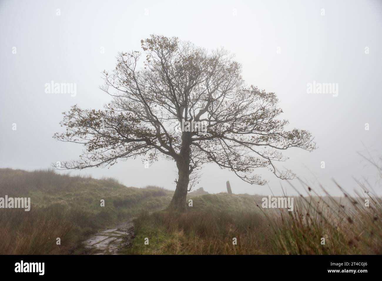 Haworth, October 23rd 2023: Misty conditions at Top Withens with trees ...