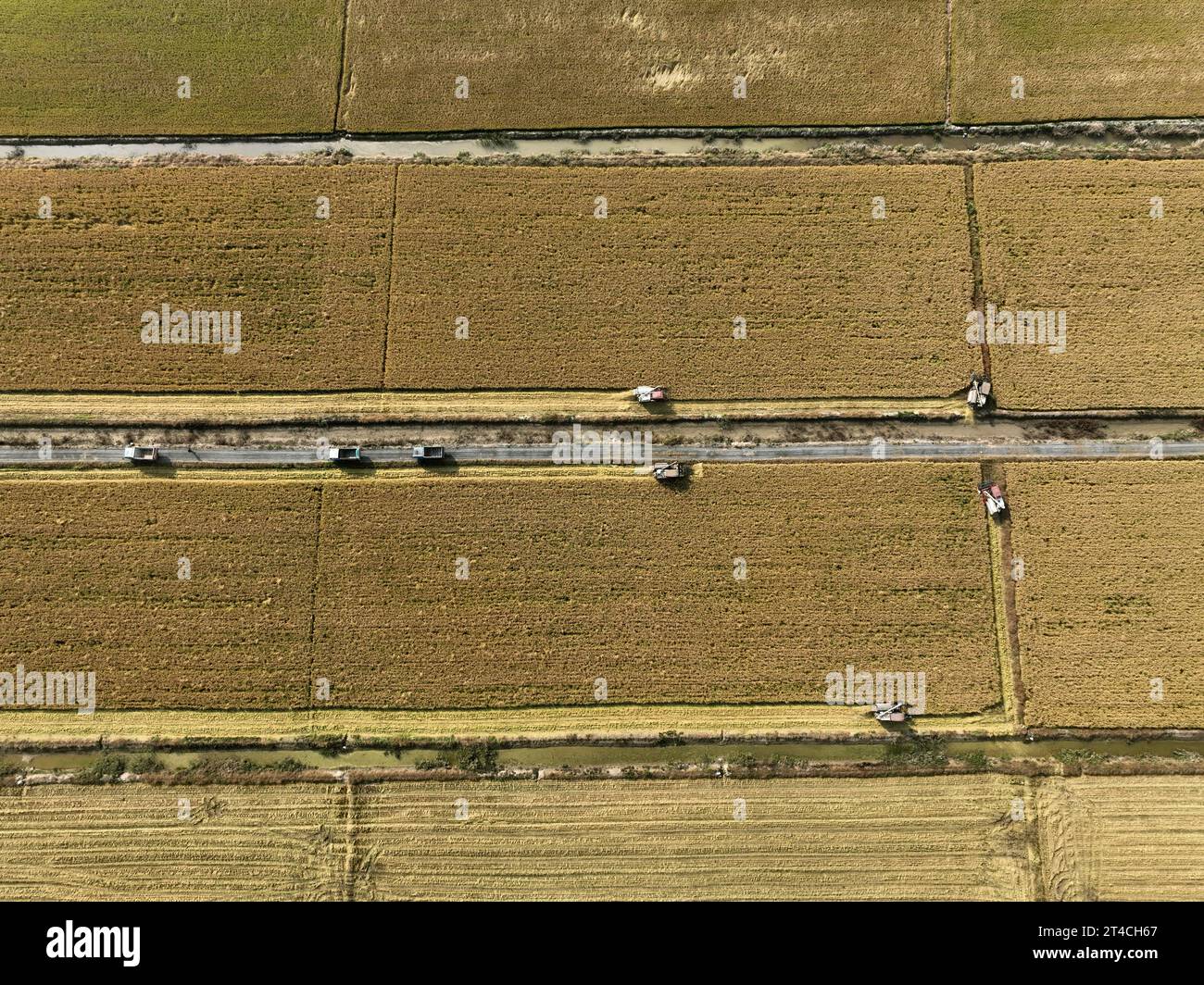 LIANYUNGANG, CHINA - OCTOBER 30, 2023 - Harvesters harvest saline-alkali tolerant rice at Daxin farm in Lianyungang, East China's Jiangsu Province, Oc Stock Photo