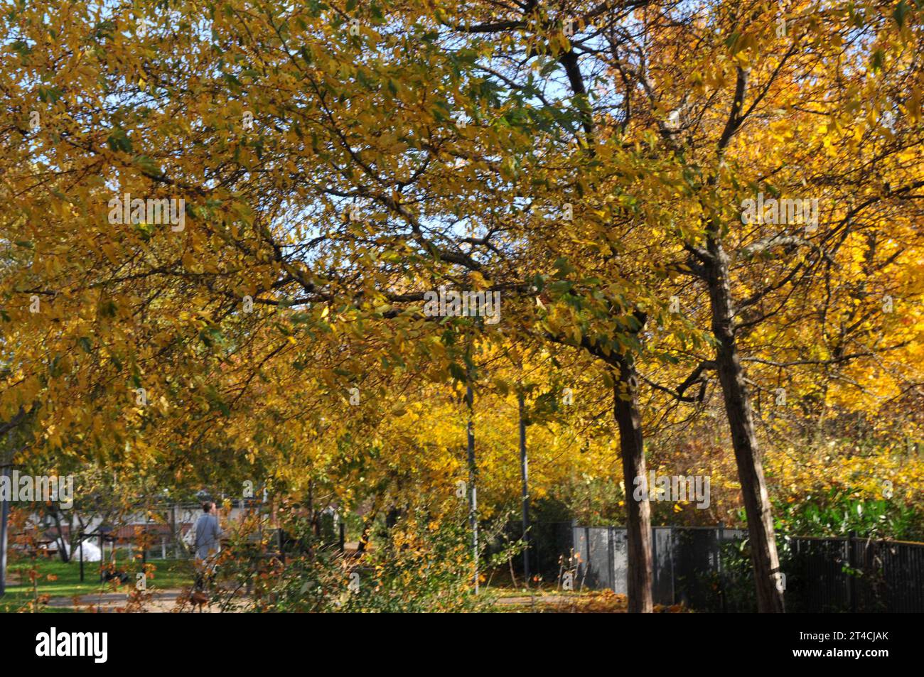 Denmark In October Copenhagen, Denmark /30 October. 2023/.Autumn colour leave and tree in ...