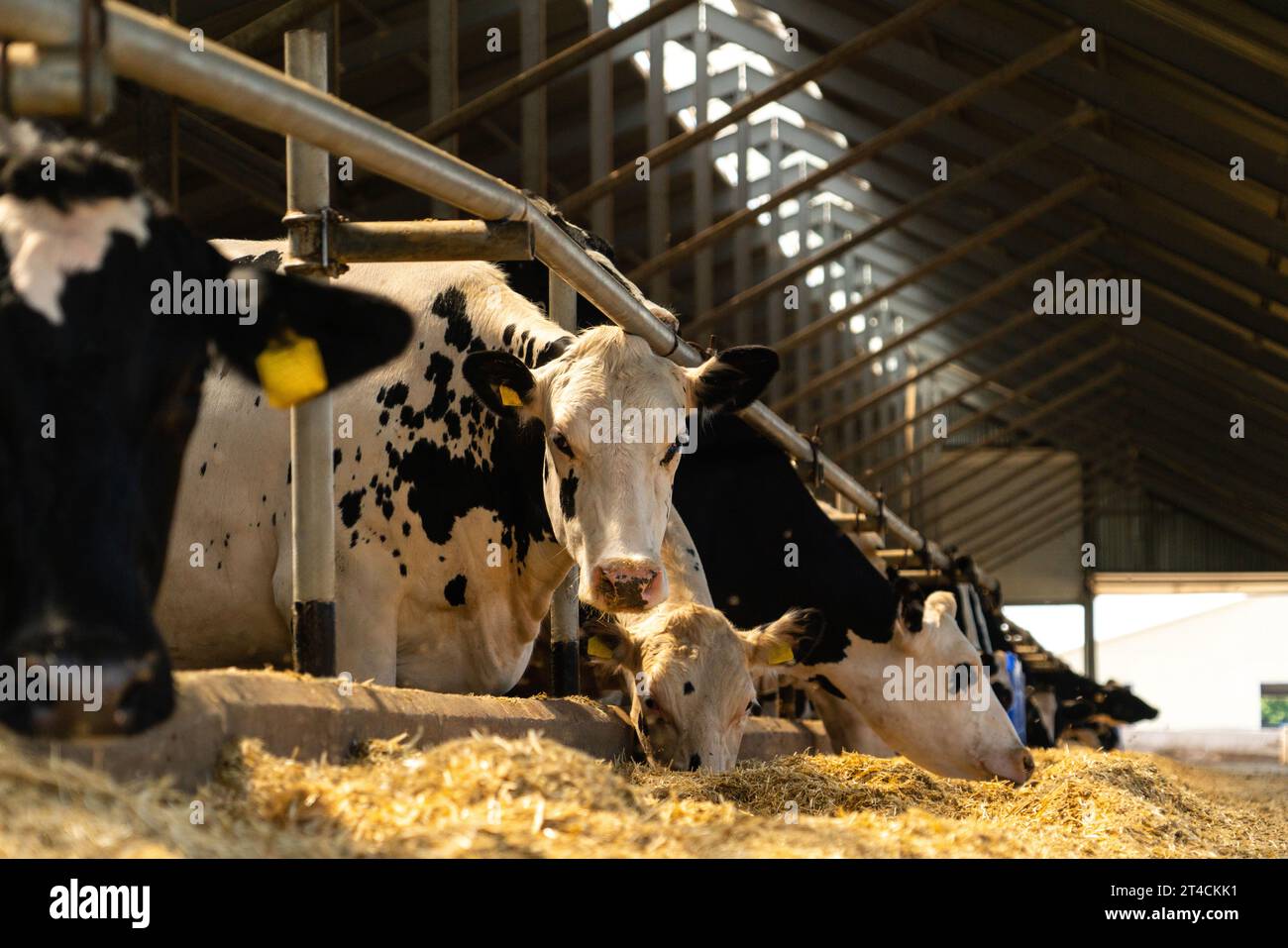 Dairy cow with calf hi-res stock photography and images - Alamy