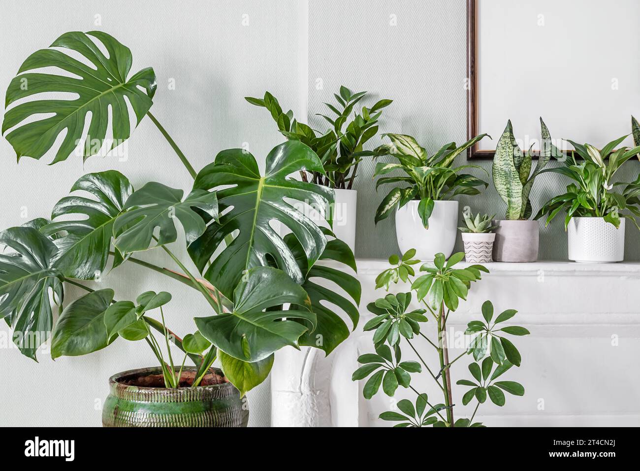 Indoor plants variete in the room with light green walls and mock up photo frame, indoor garden concept Stock Photo