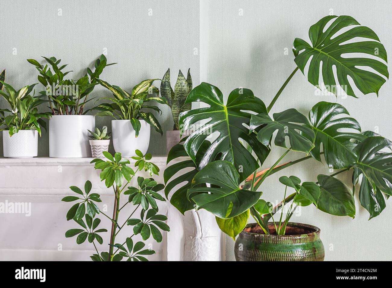 Indoor plants variete - monstera, zz plant, schefflera in the room with light green walls, indoor garden concept Stock Photo