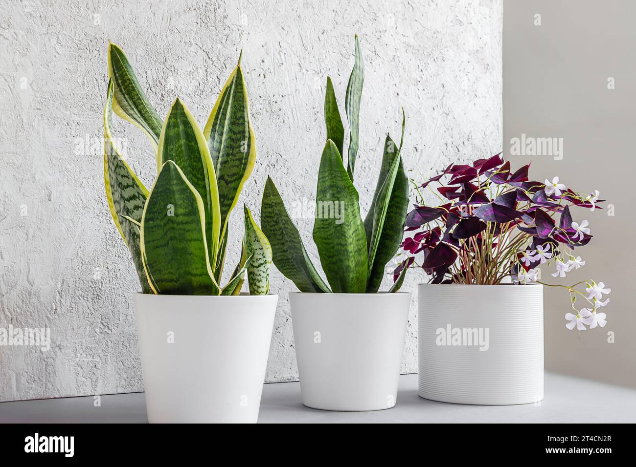 Sansevieria or snake plants and Oxalis triangularis in white ceramic pots, connecting with nature and indoor garden concept Stock Photo