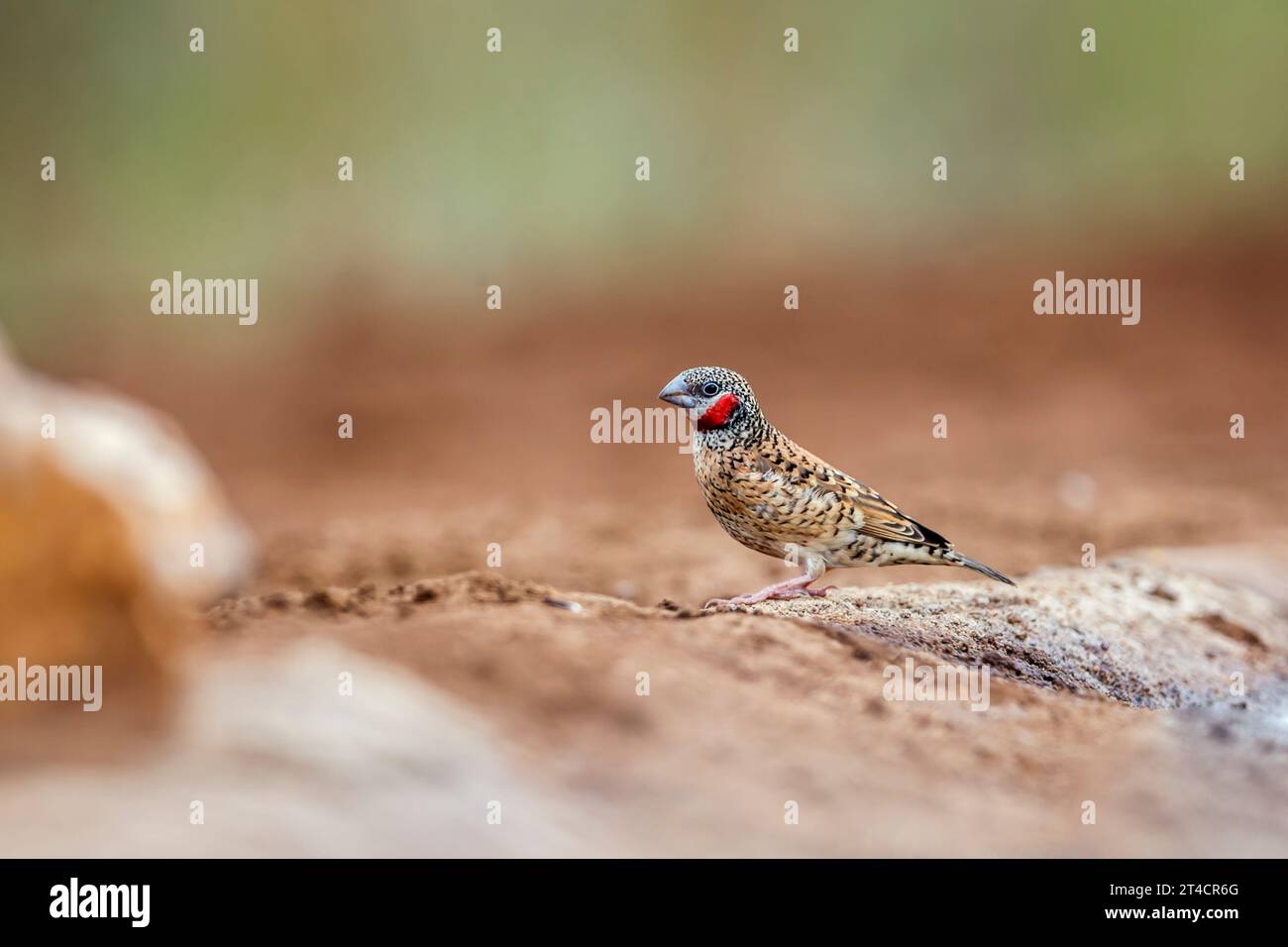 Cut throat finch male standing on the ground in Kruger National park, South Africa ; Specie Amadina fasciata family of Estrildidae Stock Photo