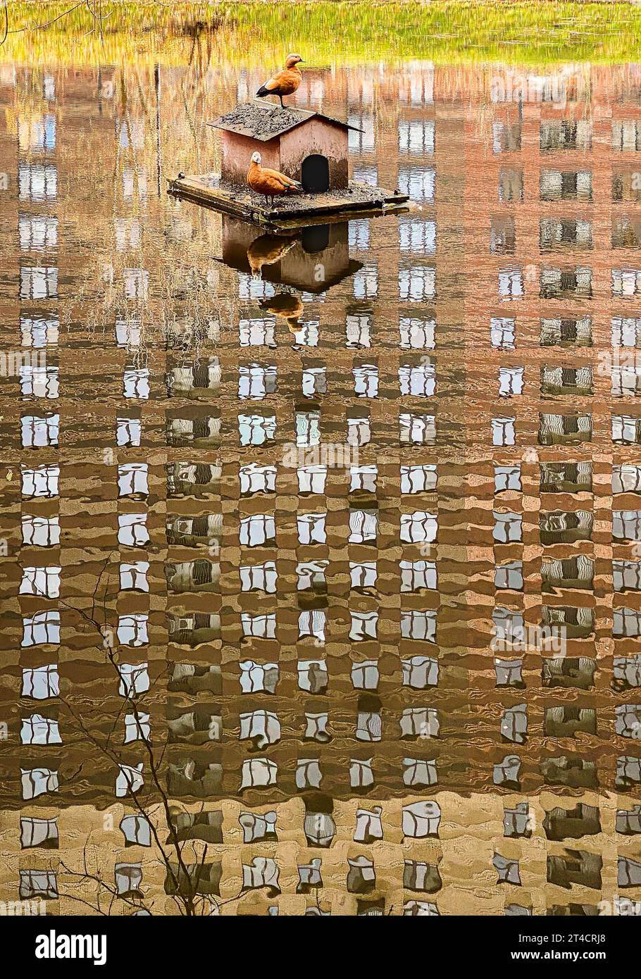 Urban wildlife scene. Ruddy shelduck ducks sitting on floating bird house and reflection of skyscraper in water Stock Photo