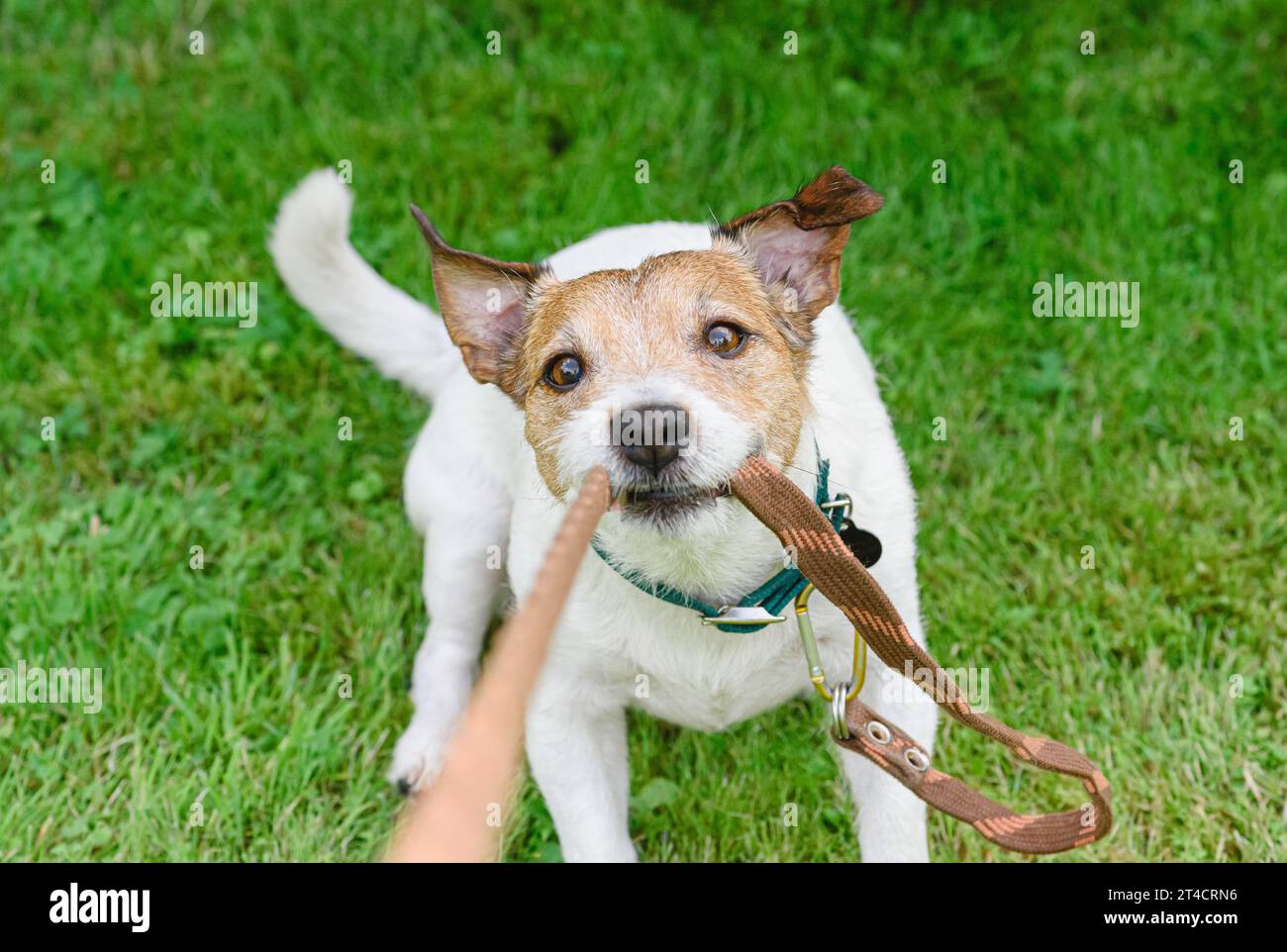 At dog walking training session dog biting and pulling leash Stock
