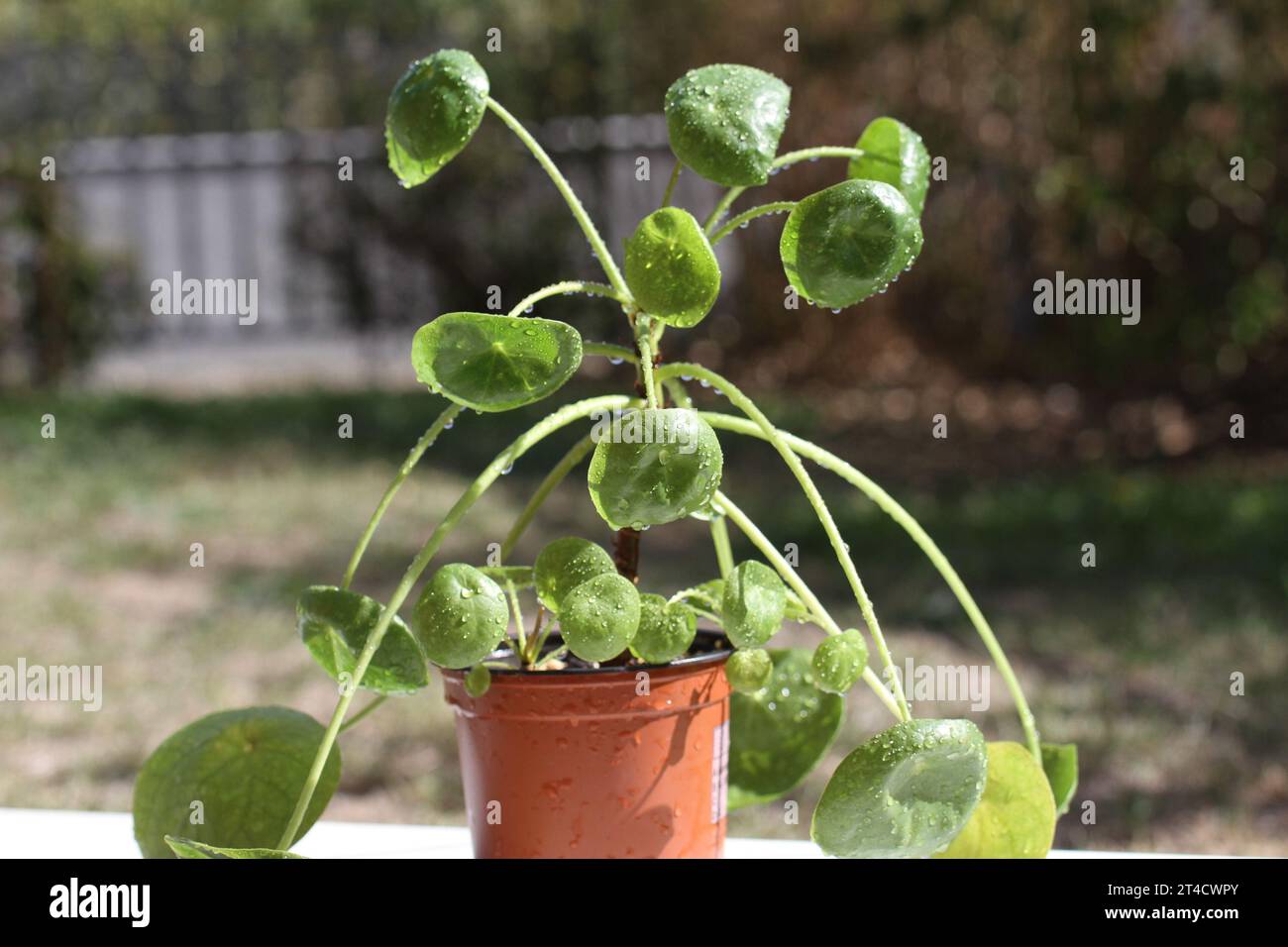 green indoor plant pilea white splash mojito Peperomioides chinese money  plant Stock Photo - Alamy