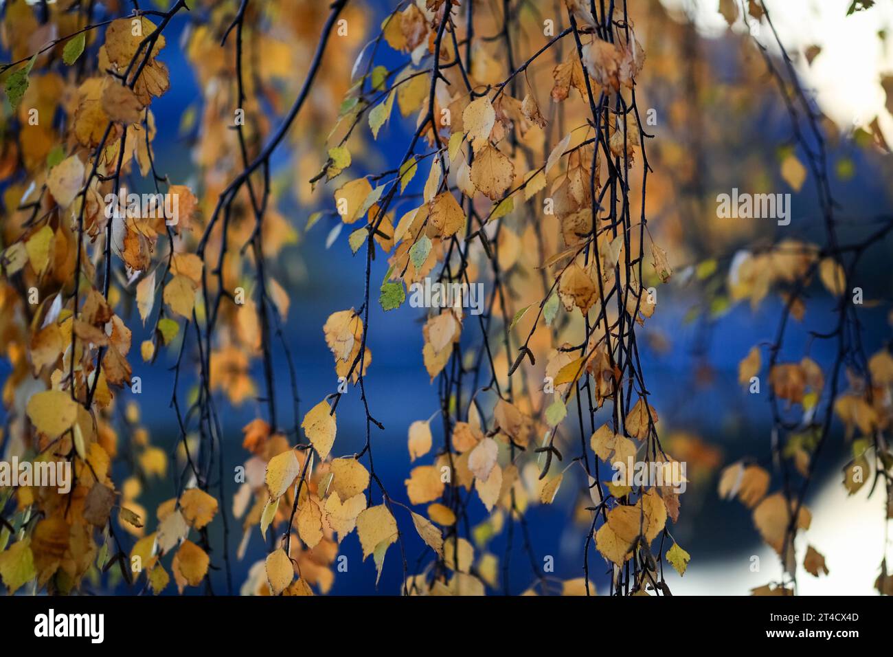 Autumn background with yellow birch branches and leaves Stock Photo - Alamy