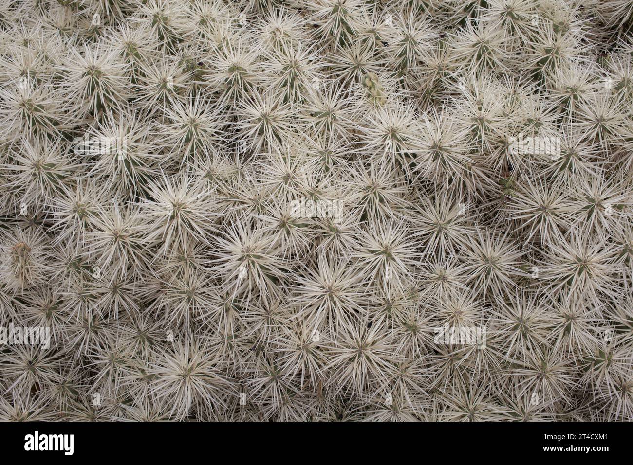 Close up on cactus with white spikes  The Jardin de Cactus with old windmill and restaurant, the garden is designed by Cesar Manrique the most importa Stock Photo