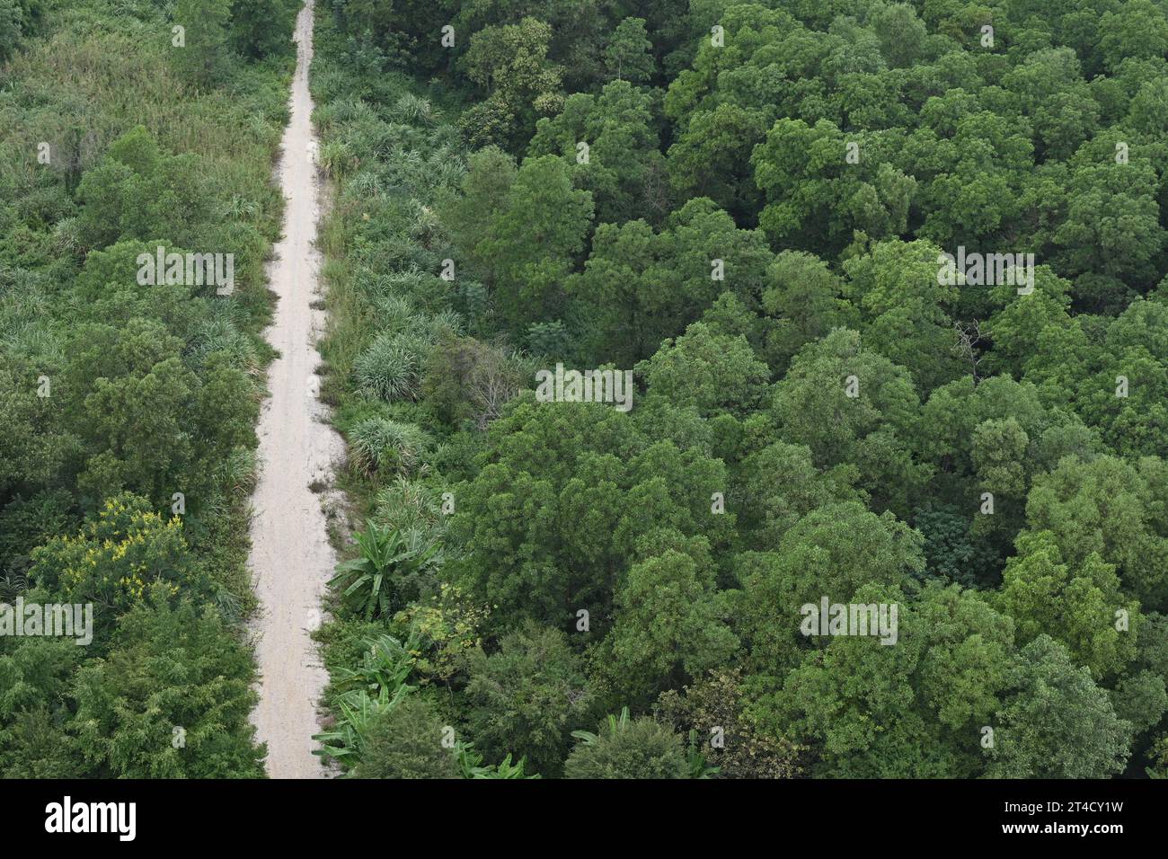 View of a road in the forest inside Bai Dinh Pagoda, a Buddhist temple complex located on Bai Dinh Mountain near Ninh Binh, Vietnam Stock Photo