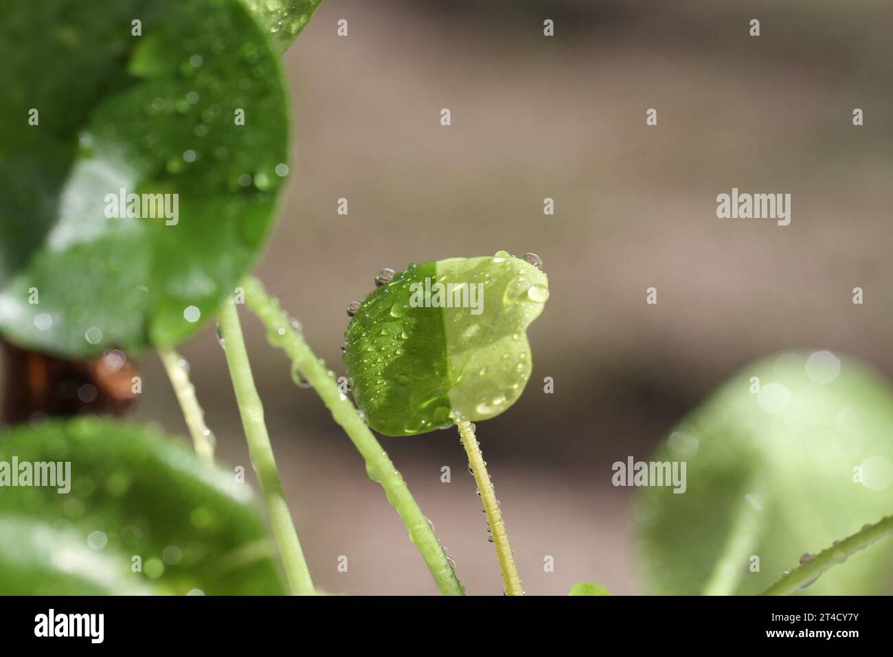 Chinese money plant pilea peperomioides hi-res stock photography and images  - Alamy